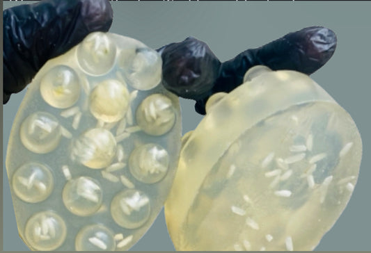 Rice Water Hair Growth Shampoo Bars